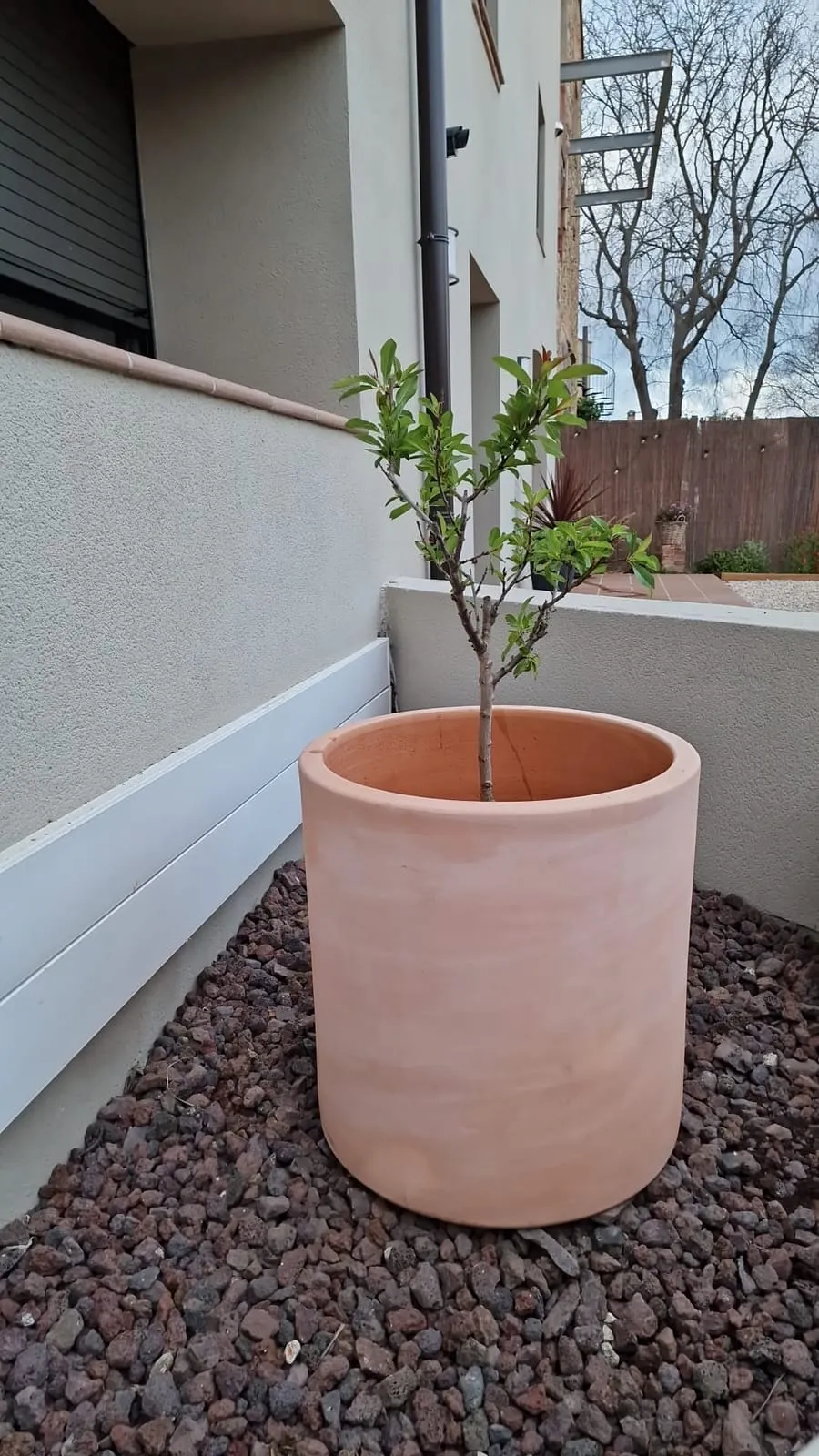 Un ametller jove plantat en un gran test de terracota sobre grava volcànica, al costat del mur blanc del pati