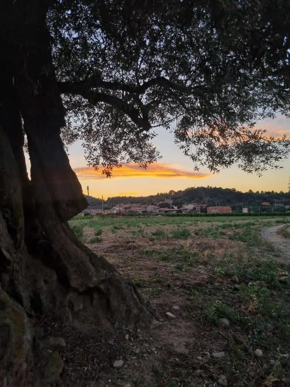 Olivera centenària a contrallum amb la posta de sol i Masarac al fons