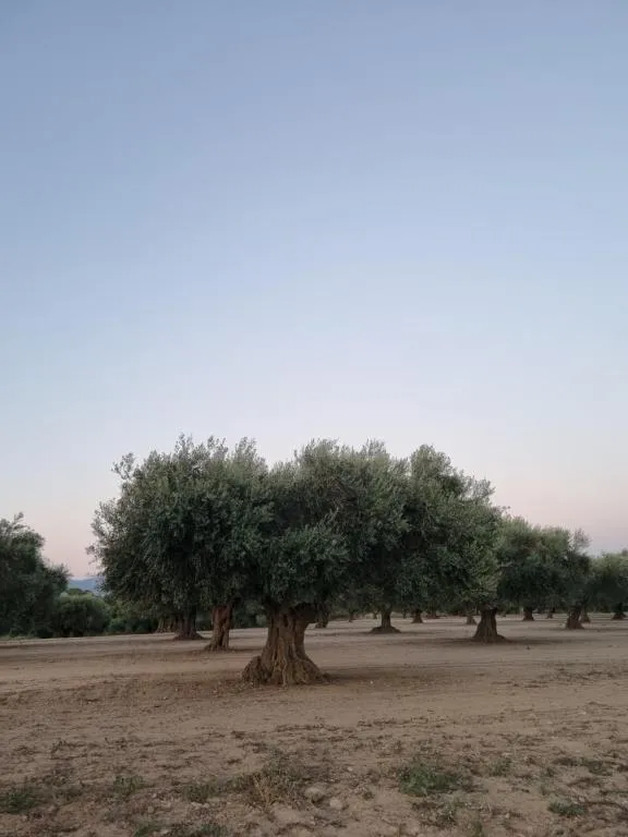 Olivar d’oliveres centenàries a l’hora blava, a pocs minuts de la casa