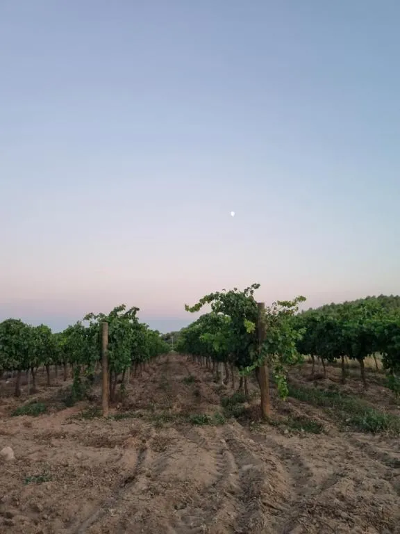 Vinyes de la DO Empordà al capvespre amb la lluna sortint
